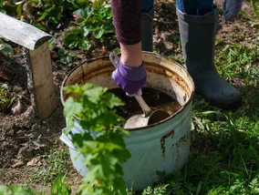 Miniatura: Nie każdy obornik działa tak samo. Jeden...