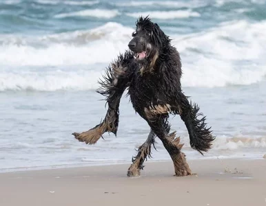 Miniatura: Internauci pokazali śmieszne zdjęcia psów....