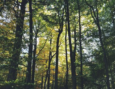 Miniatura: Wysyp grzybów w polskich lasach. Ile...