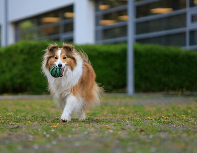 Miniatura: Jaka to rasa? Tylko znawca opdpowie na 6....