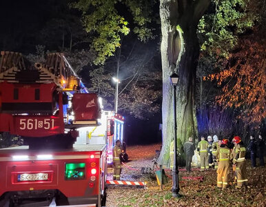 Miniatura: „Cysters” ofiarą bezmyślnego ataku. Nie...