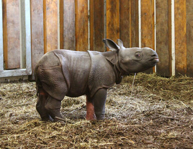 Miniatura: W warszawskim zoo urodził się nosorożec