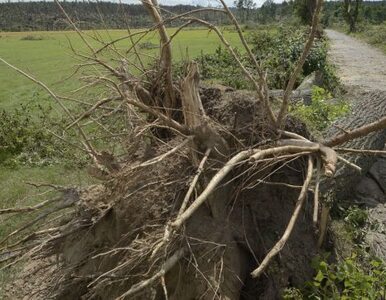 Miniatura: Burza wyrwała i połamała drzewa na pasie...