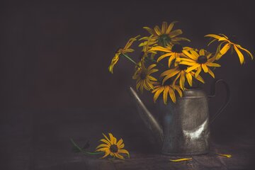 Jeż&oacute;wka purpurowa