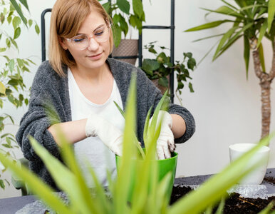 Miniatura: Zaparz herbatkę i wlej do doniczki....