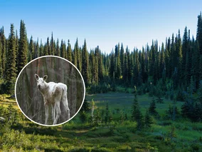 Miniatura: Niecodzienne spotkanie w polskiej puszczy....