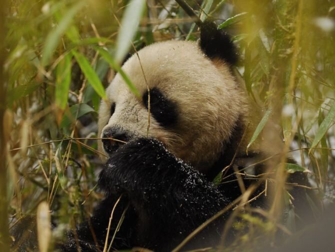 Fascynujące Państwo Środka w spektakularnym dokumencie Animal Planet "Dzikie Chiny"