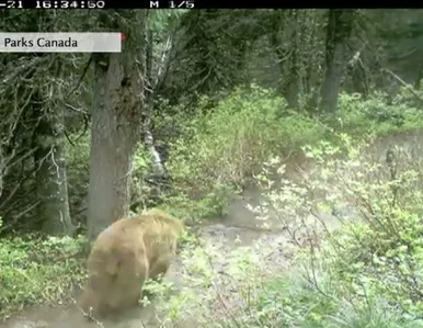 Miniatura: Gdy turyści znikają, zwierzęta...