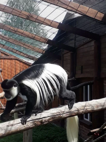 Zwierzęta w ZOO Wojciechów 