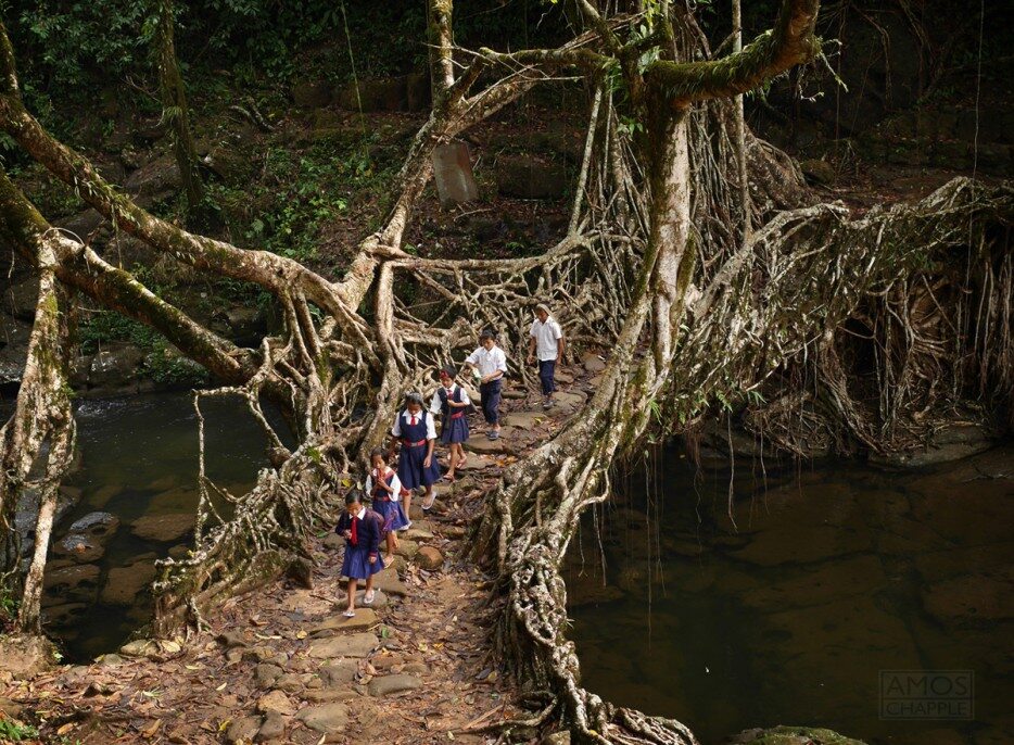 Tree Root Bridge, Indie (epicdash.com)
