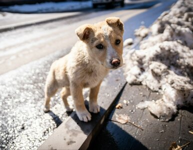 Miniatura: To szkodzi psu w czasie spaceru. Lekarka...