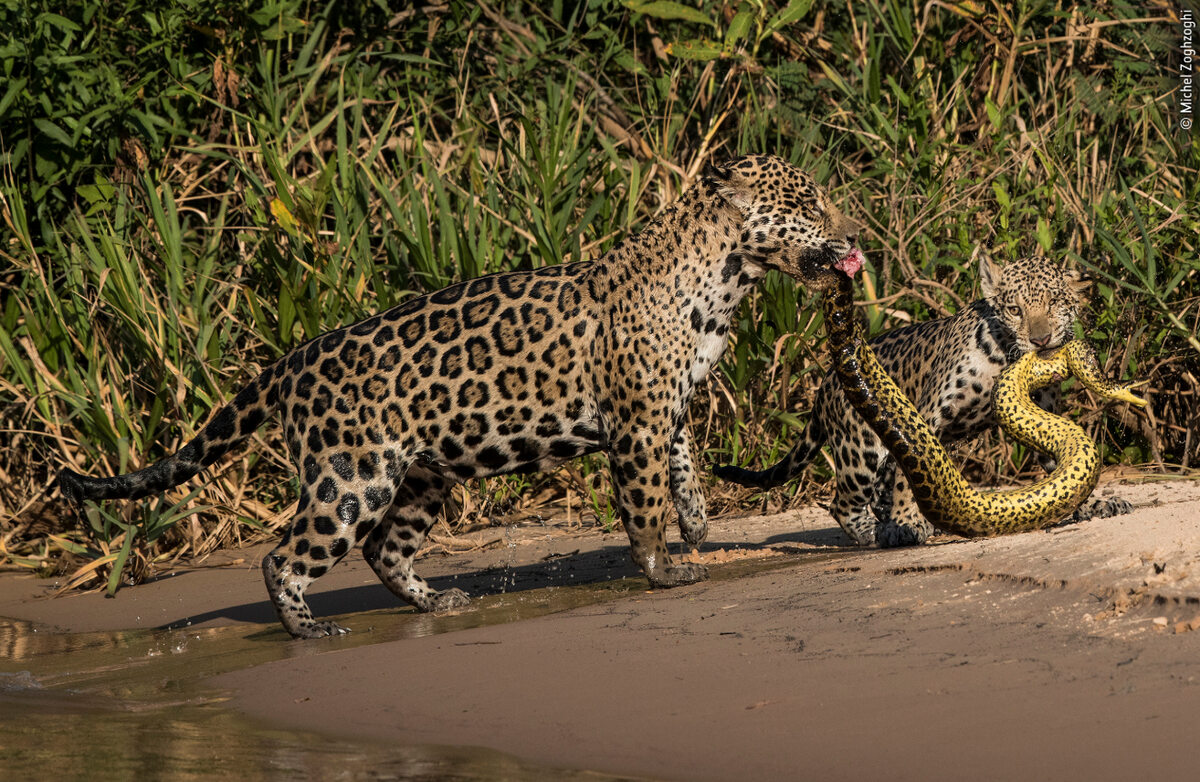 Jaguary z anakondą w Brazylii Dwa jaguary wychodzą z wody ze zdobyczą. Schwytały anakondę. Fotograf Michel Zoghzoghi uchwycił ten moment w Brazylii.