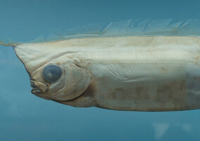 Miniatura: Ta ryba to symbol kataklizmu....