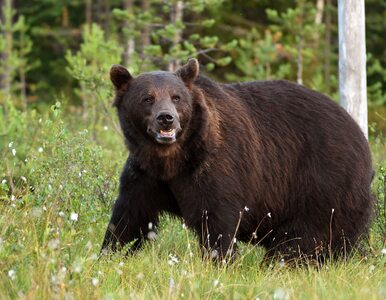 Atak niedźwiedzia w Bieszczadach. Mężczyzna trafił do szpitala