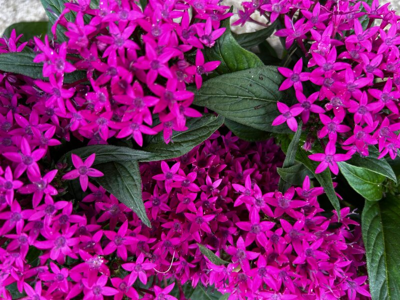 Piętak lancetowaty  / Pentas lanceolata