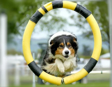 Miniatura: Jak nauczyć psa nowych sztuczek? Komenda...