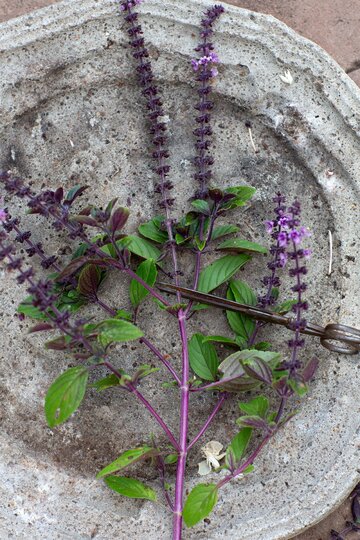 Bazylia kwiatowa Kwitnąca bazylia