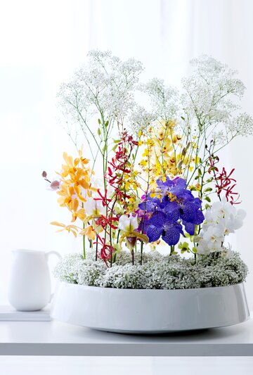 Storczyki Phalaenopsis