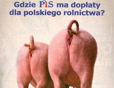 Miniatura: Świńskie tyłki wyborczą bronią przeciw PiS