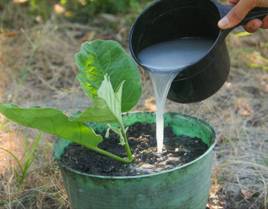 Miniatura: Zostawiłam wodę po ryżu na 3 dni....
