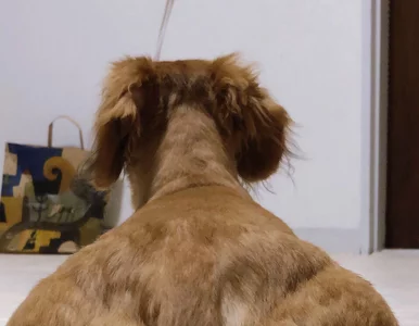 Miniatura: „Przypakowany” pies z ogonem na plecach?...