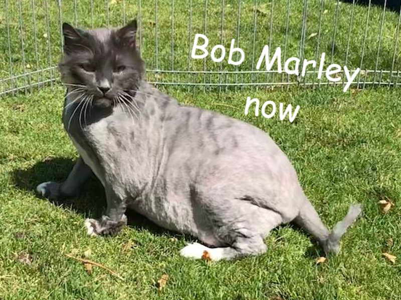 Kot Bob Marley już po wizycie u fryzjera 