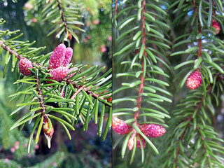 Świerk serbski zamiast tui. Najlepszy iglak na&nbsp;żywopłot