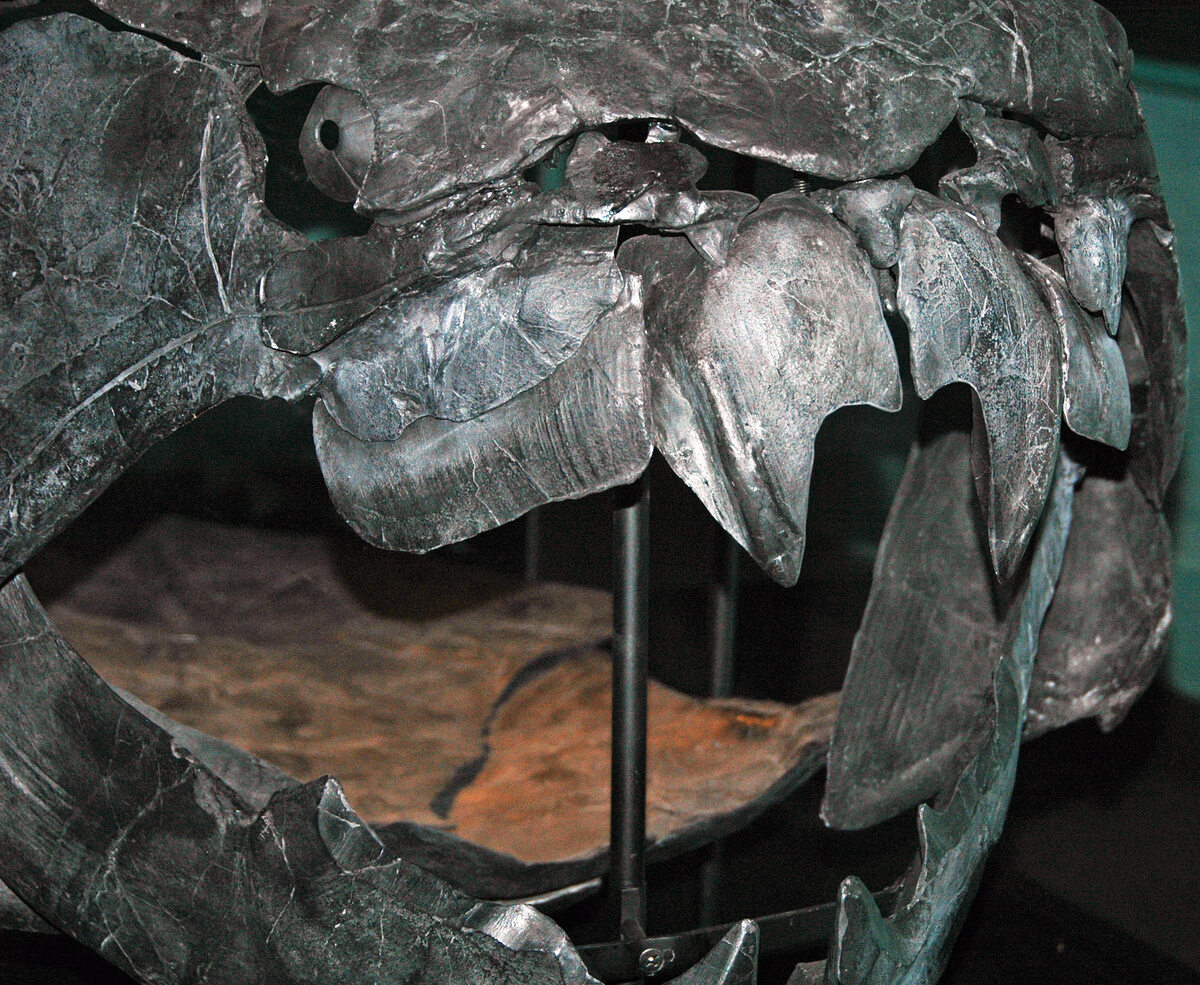 Dunkleosteus terrelli 