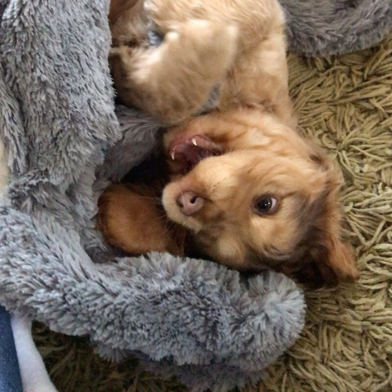 Cocker spaniel Winnie 