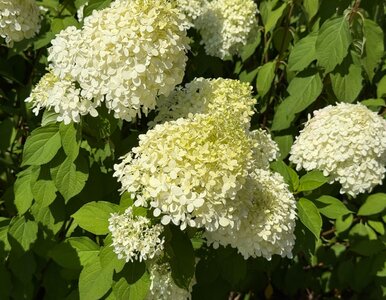 Miniatura: Wlej pod osłabioną hortensję – w kilka dni...