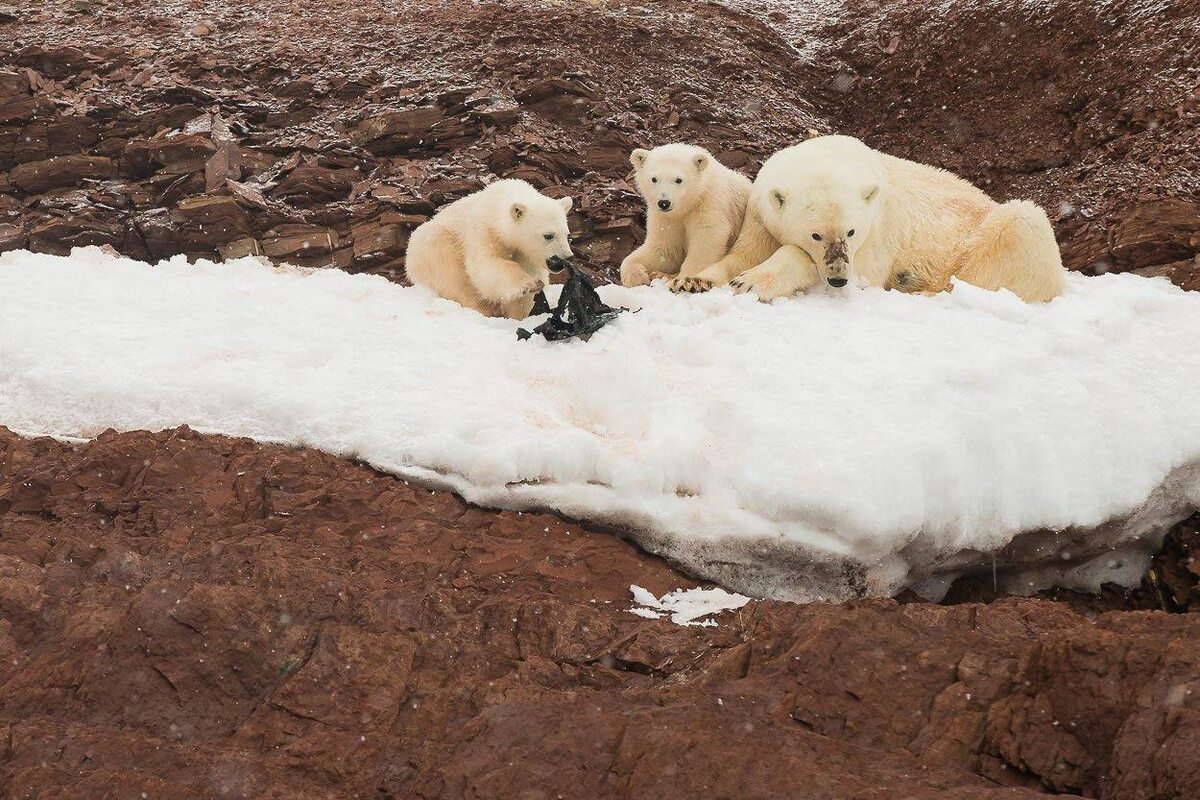 Niedźwiedzie polarne bawiące się kawałkiem plastiku 