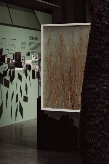 Wystawa  &bdquo;LAS &ndash; Schronienie Ofiar. Kryj&oacute;wka Zbrodni&rdquo; dla&nbsp;Muzeum II&nbsp;Wojny Światowej w&nbsp;Gdańsku