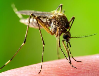 Komarzyce, które teraz nas dręczą, czekały nawet kilka lat, aby się...