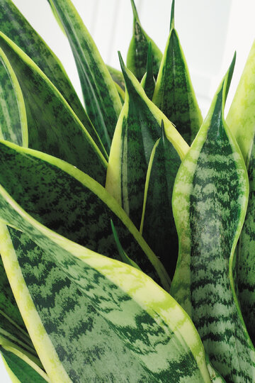 Sansevieria