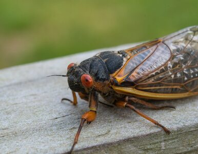 Miniatura: Wielka inwazja owadów. Zdarza się raz na...