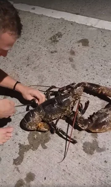 Krab wyłowiony przez nurka 