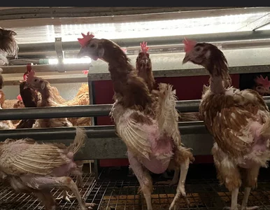 Miniatura: Makabra na fermie znanego producenta....