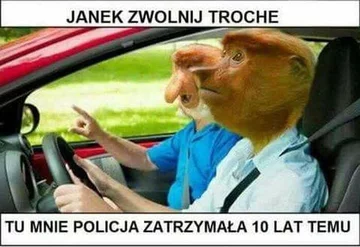 Mem z nosaczem sundajskim 