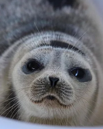 Foka uratowana przez organizację Seal Rescue Ireland 