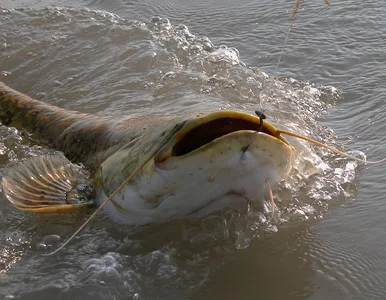 Miniatura: Taką rybę wędkarze wyciągnęli z Jeziora...