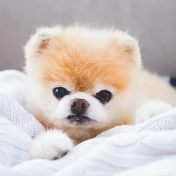 Boo the Pomeranian 