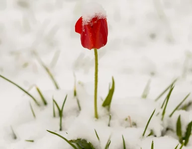 Miniatura: Tulipany i żonkile „wystartowały” już w...