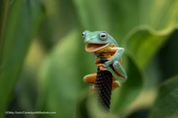 Finaliści konkursu Comedy Wildlife Photo Awards 2021 