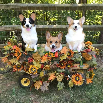 Psy corgi – Reecie, Peanut i Buttercup 