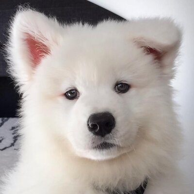 Miniatura: Pies Coconut