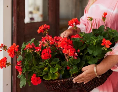 Miniatura: Co roku kupujesz nowe pelargonie? To...