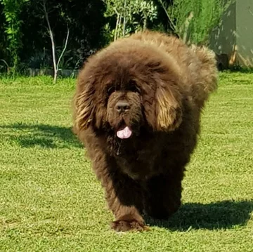 Nowofundlandy w obiektywie włascicieli 