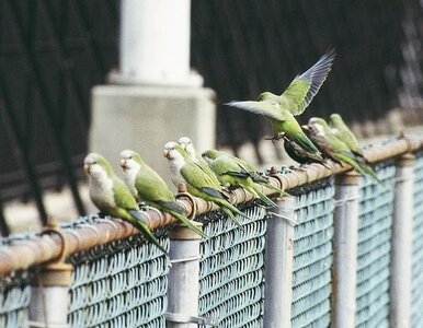 Miniatura: Zobacz papugi zamieszkujące...Brooklyn