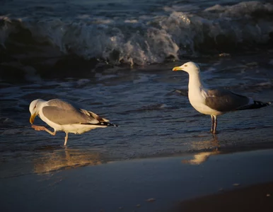 Miniatura: Pijane mewy znalezione na plaży. „Nasze...