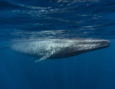 Miniatura: Płetwale błękitne przestały śpiewać. Co...